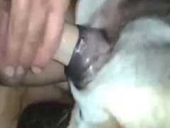 Zoo Sex Run