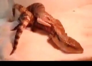 Two reptiles having astonishing sex up close
