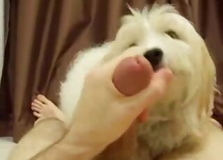 Hund mit hübschen Augen bläst aus der Ich-Perspektive