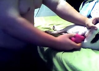 Horned-up dude is all about fucking dogs and more