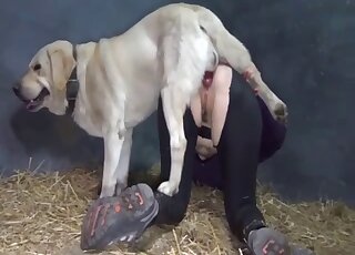 Dog Oral Sex
