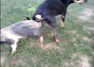 Dogs Fucking Other Animals