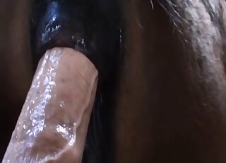 Sexy Mare Pussy