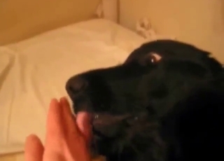 Dog teases with its tight hole, there's GAPE