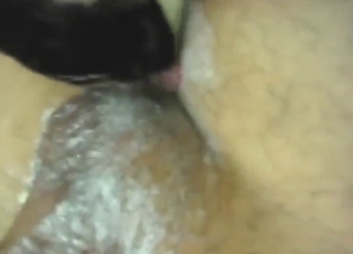 Cats featured in a sexy threesome with a guy