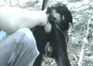 Nice dog fuck experience with anal fingering