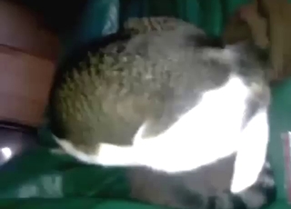 Cum and fun pussy play in a zoophilic video