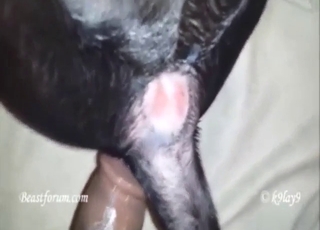 Guy hat einen langen Schwanz und er steckt ihn in den Hund