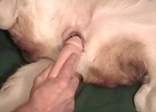 Animal porn video - 犬 アニマルxxx 
