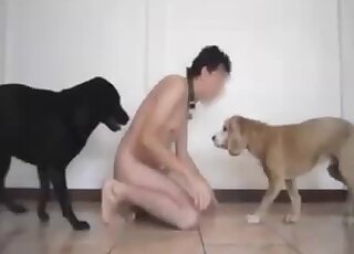 Two black dogs and a hot man have a nice threesome