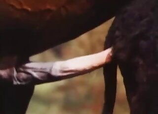 Aesthetic film bestiality with two real animals