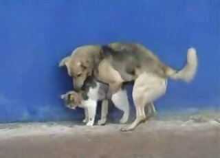 Small young kitty nicely screwed by a trained doggy