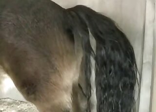 男子偷窥到那多汁的阴部后与马交配